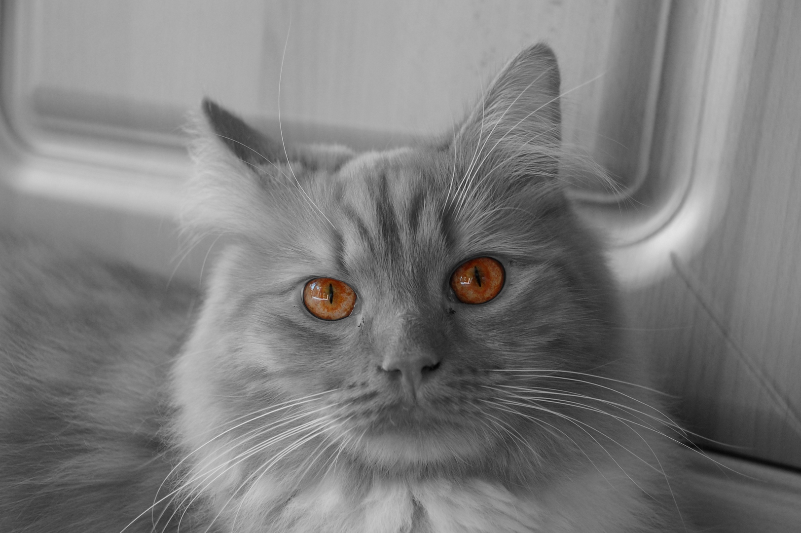 Katze Colorkey