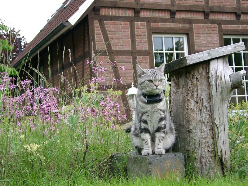 Katze Curly am Gartenteich