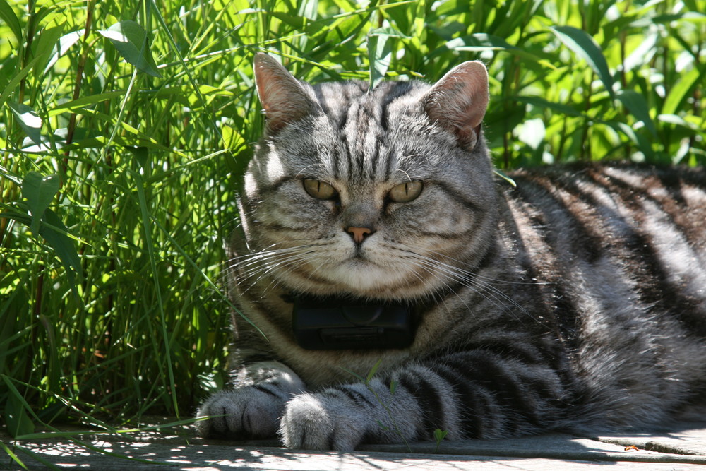 Katze Curly am Gartenteich Foto & Bild tiere, haustiere, katzen