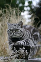 Katze Curly auf der Lauer