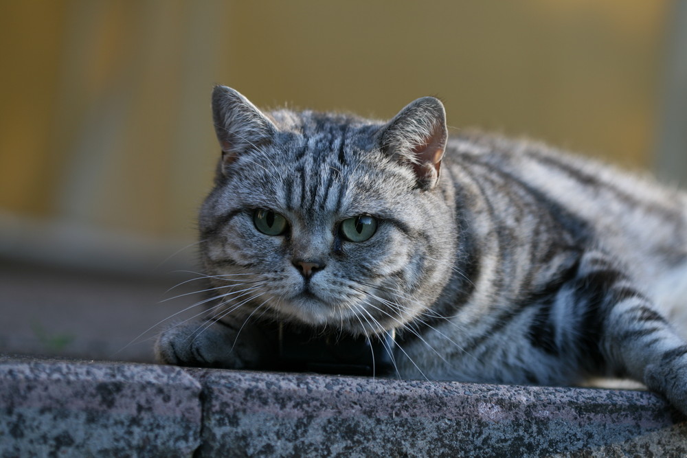 Katze Curly Auge in Auge mit Nachbars Kater Tiger