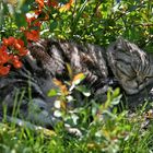 Katze Curly beim Mittagsschlaf