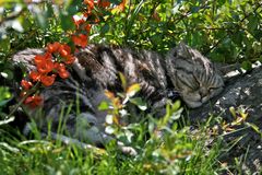 Katze Curly beim Mittagsschlaf