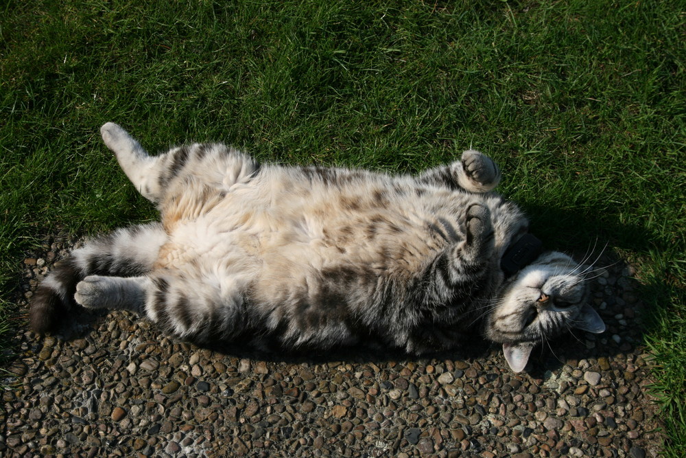 Katze Curly beim Sonnenbad