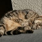 Katze Curly beim Sonnenbad hinter Glas