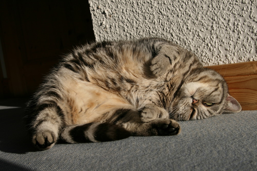 Katze Curly beim Sonnenbad hinter Glas