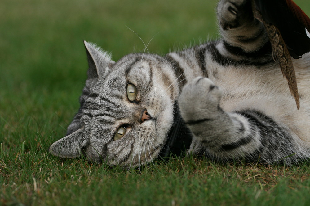 Katze Curly beim Spielen