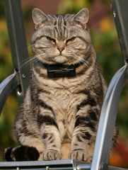 Katze Curly genießt die letzten Sonnenstrahlen des Tages auf der Trittleiter