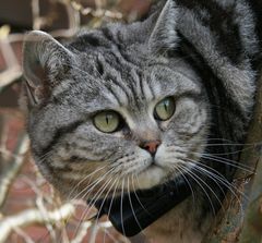 Katze Curly in der Weide