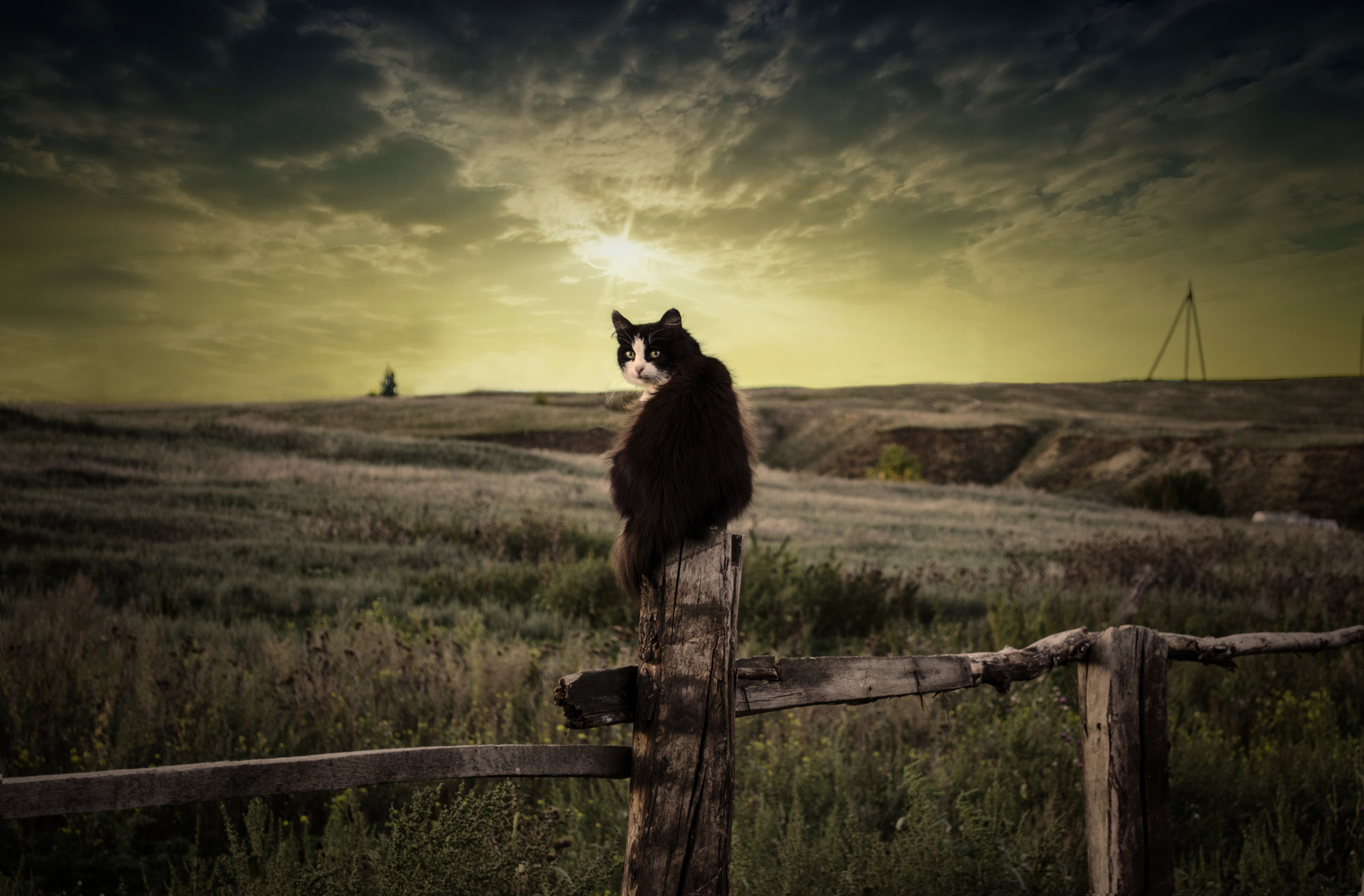 Katze, die regiert