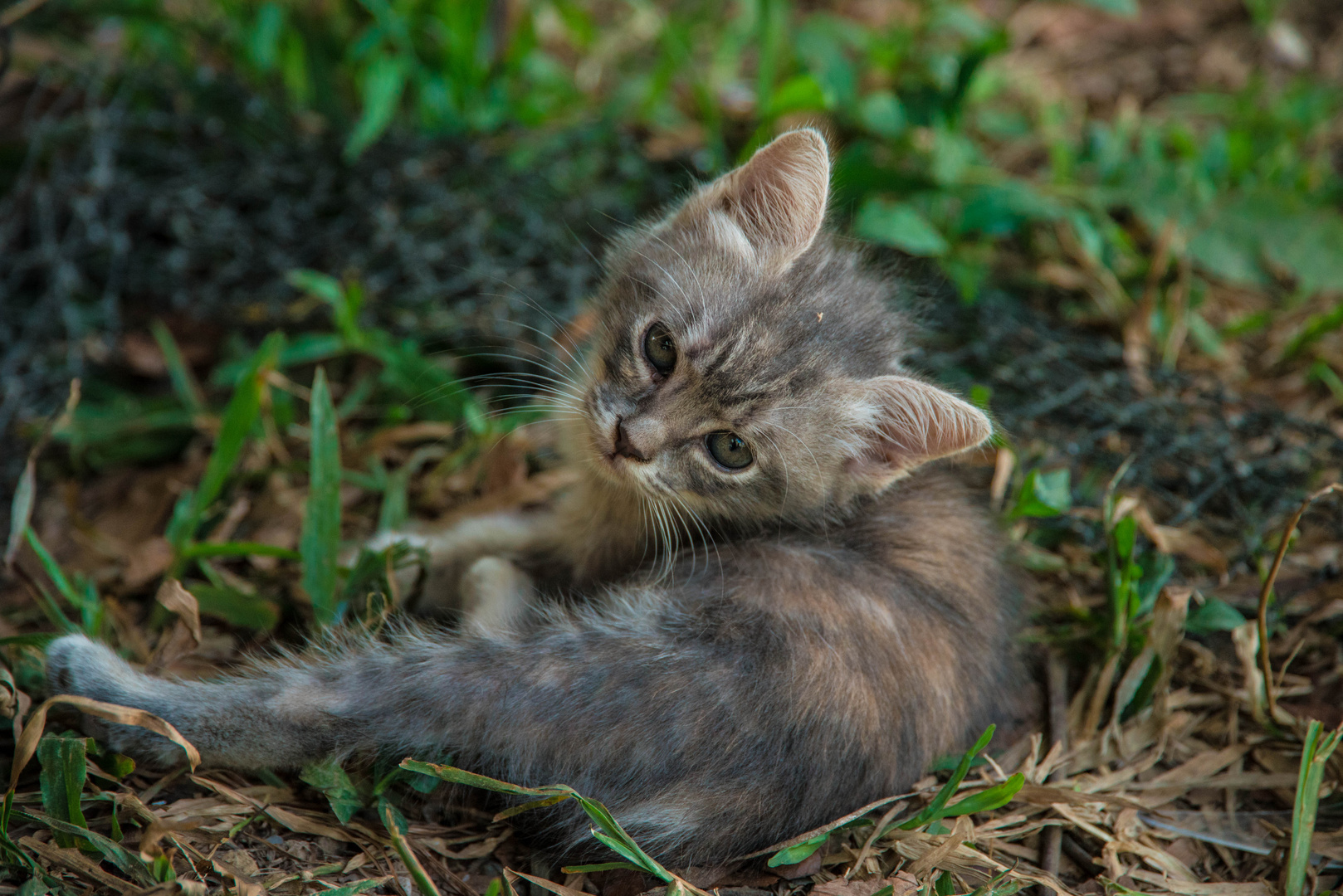 Katze Dünsten Thailand :D