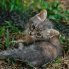 Katze Dünsten Thailand :D