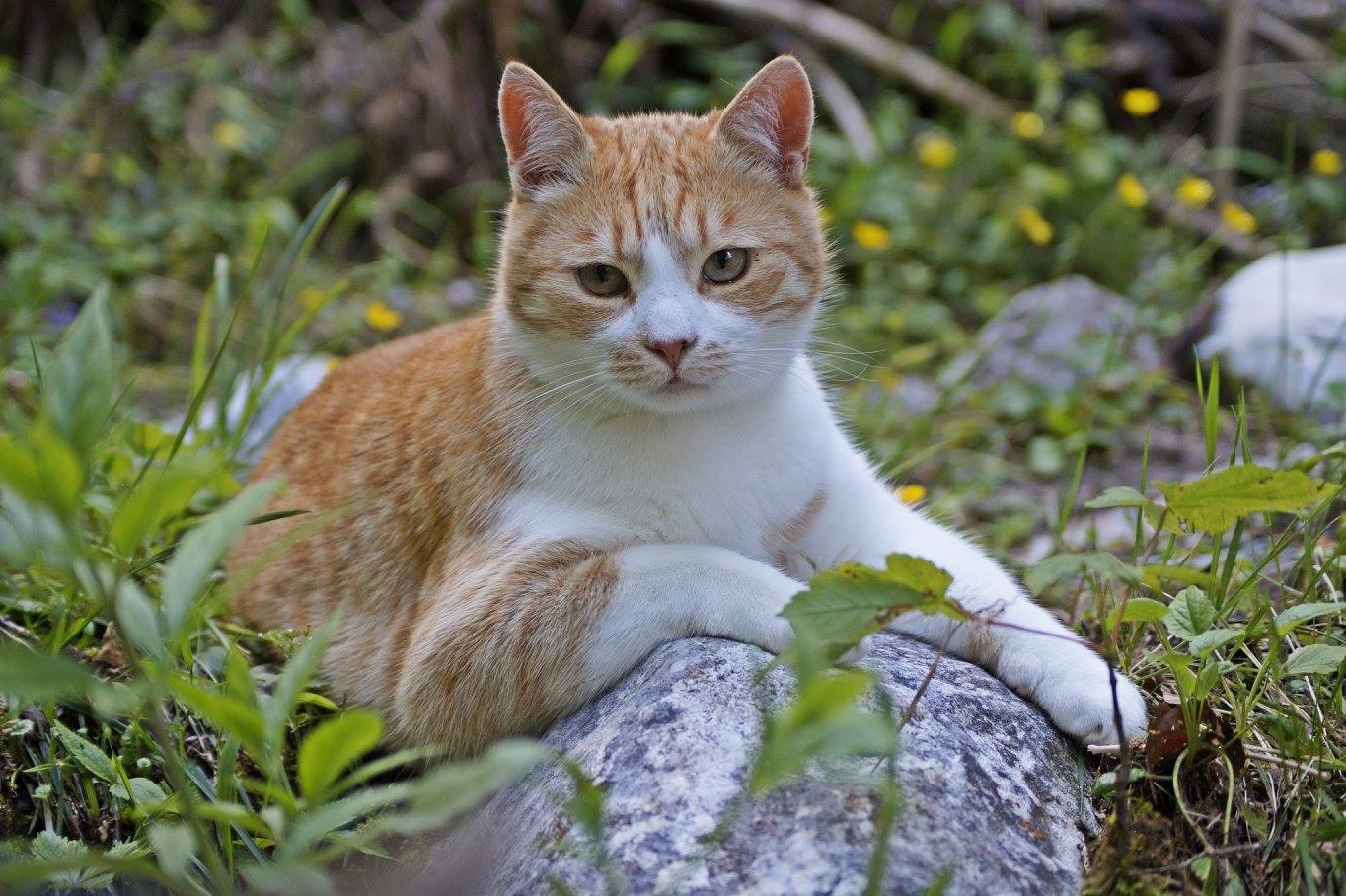 katze  Eine hübsche Katze in den Bergen