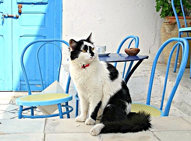 Katze - eine Urlaubsbegegnung