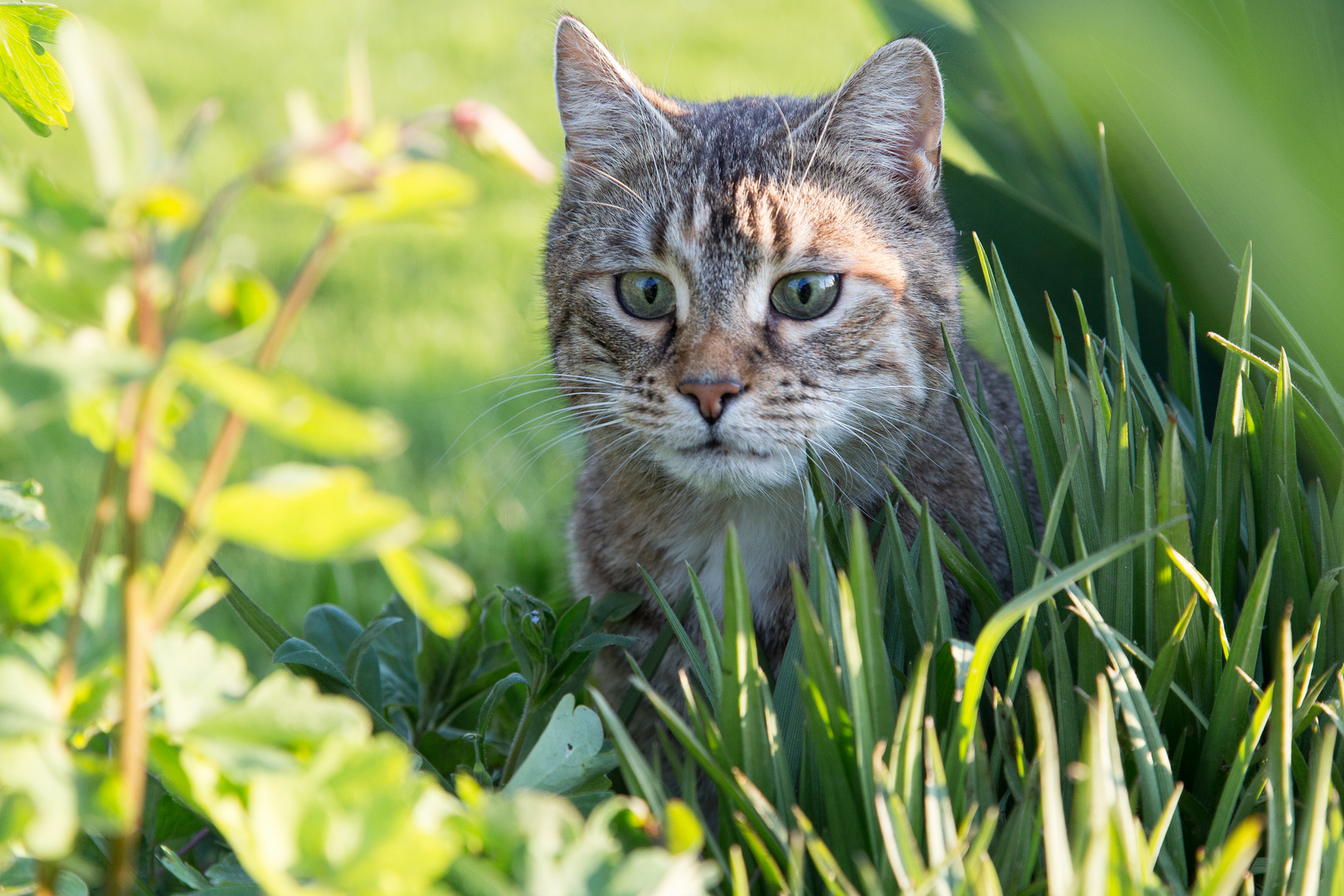 Katze Elert im Beet