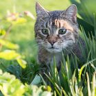 Katze Elert im Beet