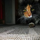 Katze entdeckt Spielzeug