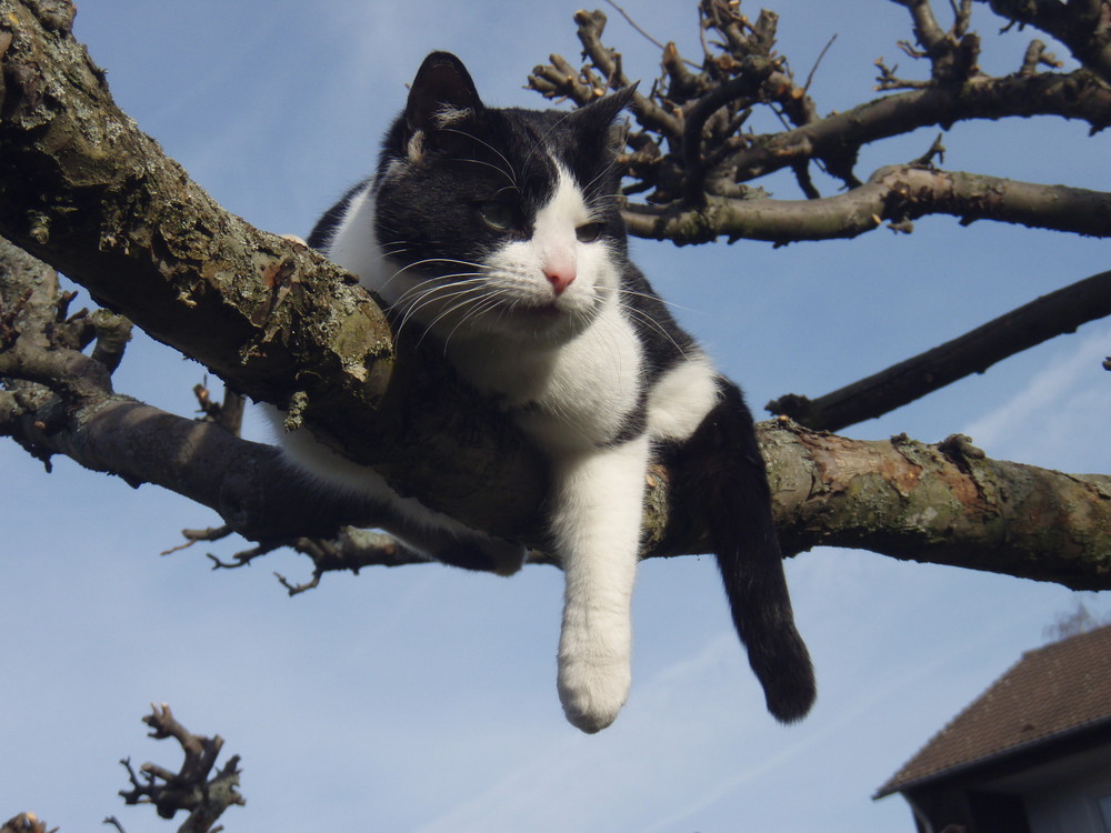 Katze entspannt auf dem Baum