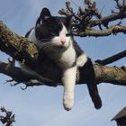 Katze entspannt auf dem Baum