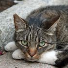 Katze  - entspannt beobachten -