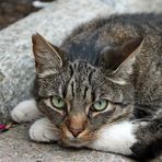 Katze  - entspannt beobachten -