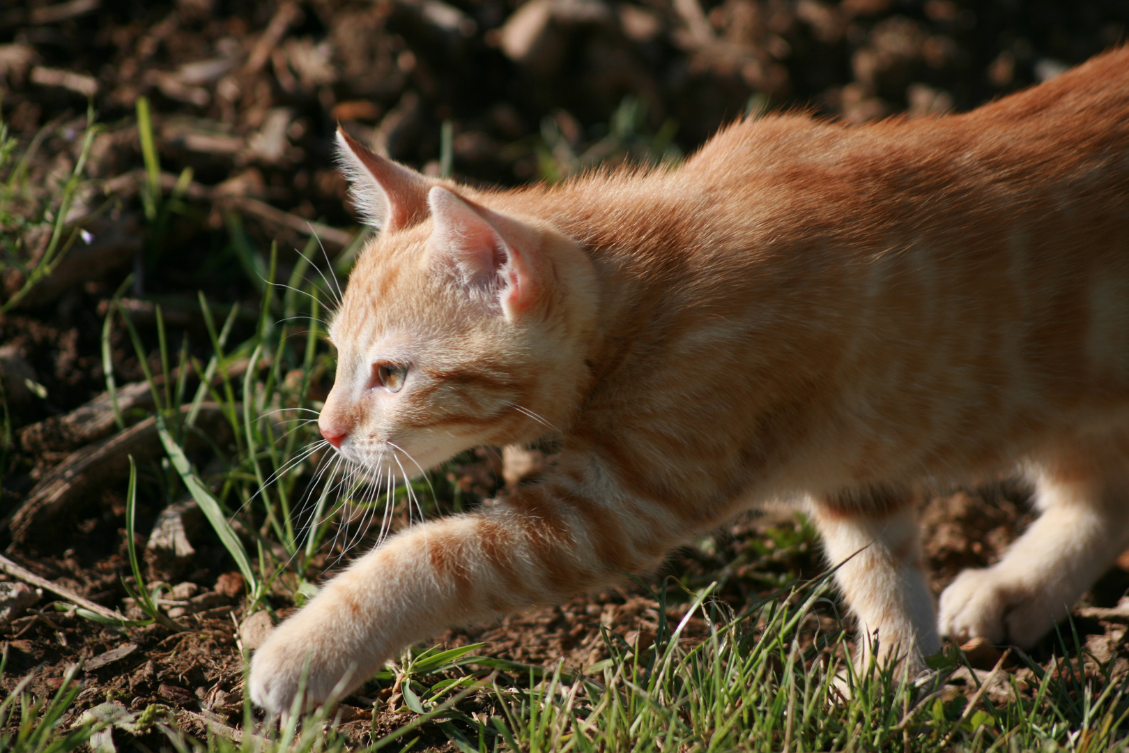 Katze erforscht neue Umgebung