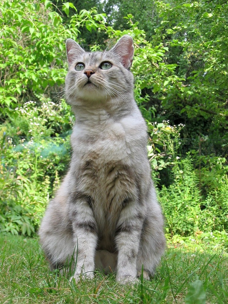 Katze erspäht Beute