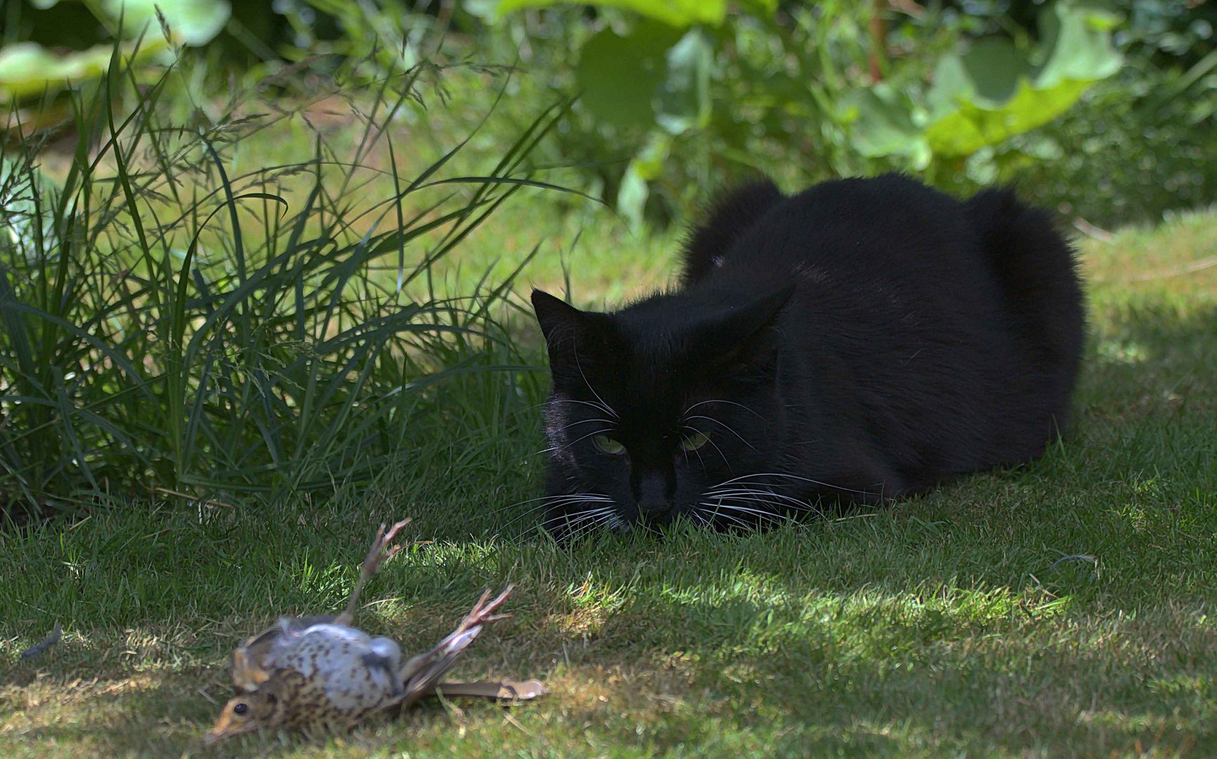 Katze fängt Singdrossel