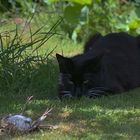 Katze fängt Singdrossel