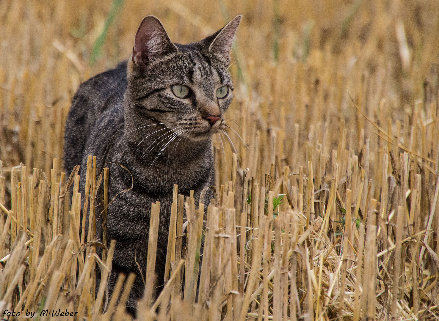 Katze Fee im Feld auf Mäuse fang