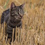 Katze Fee im Feld auf Mäuse fang