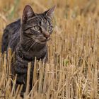 Katze Fee im Feld auf Mäuse fang