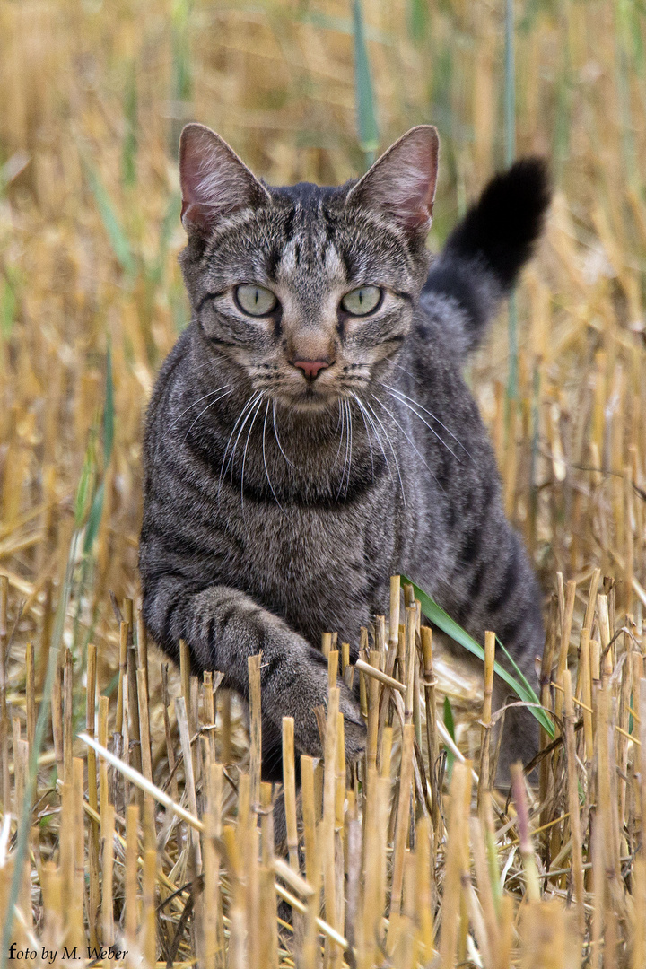 Katze Fee im Feld auf Mäuse fang Teil2