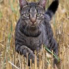 Katze Fee im Feld auf Mäuse fang Teil2