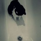 Katze geht Baden