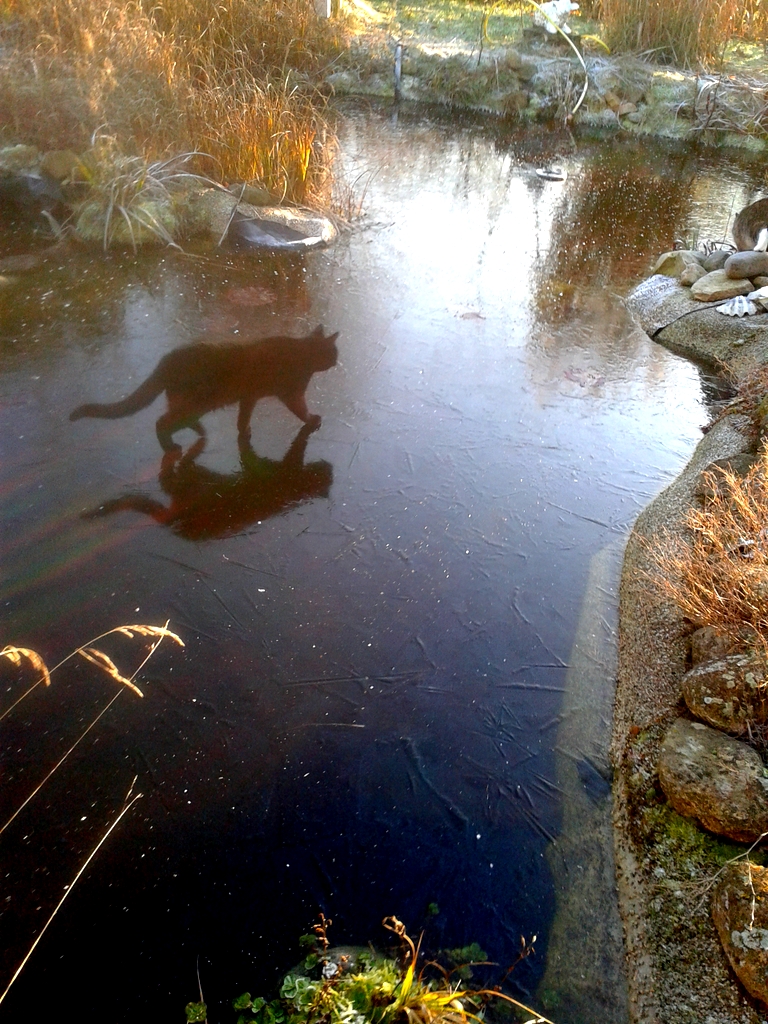 Katze geht über Wasser