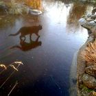 Katze geht über Wasser