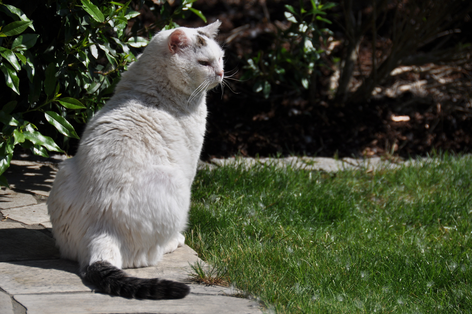 Katze geniesst den Sommer