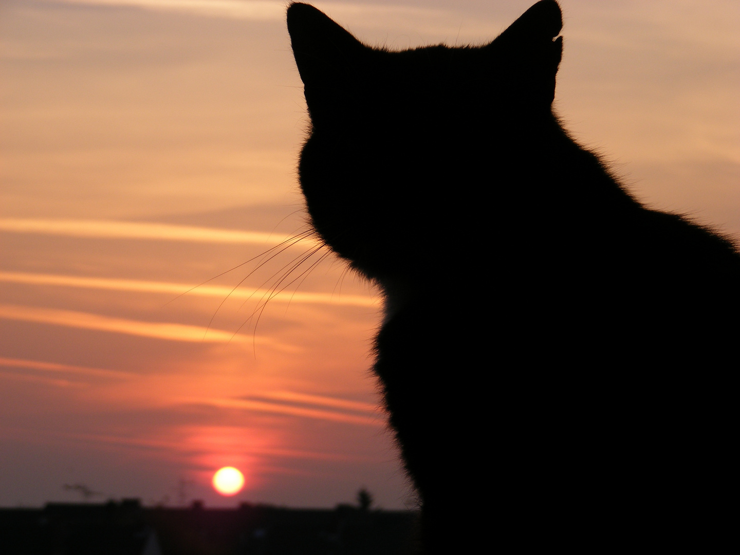 Katze genießt den Sonnenuntergang