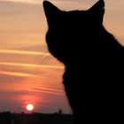 Katze genießt den Sonnenuntergang