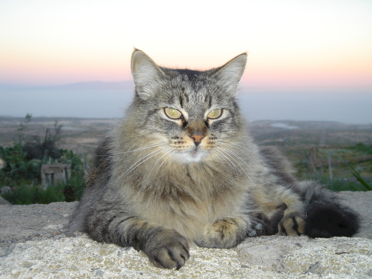 Katze genießt die Abenddämmerung