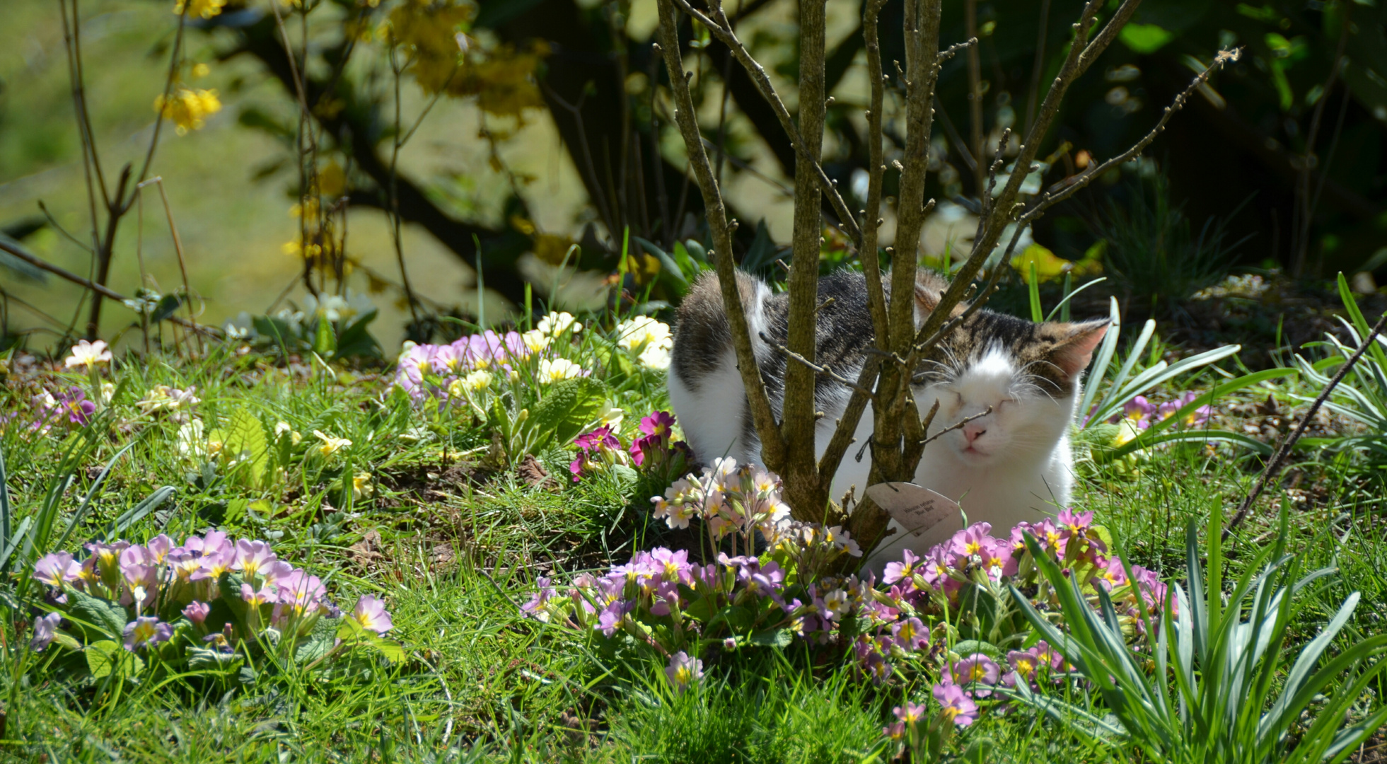 Katze genießt die Sonne auch bei Corona