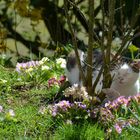 Katze genießt die Sonne auch bei Corona