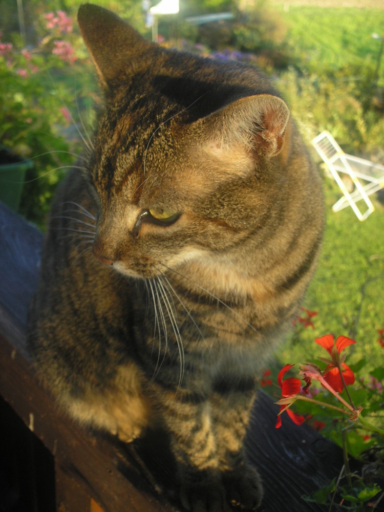 Katze genießt Herbstsonne