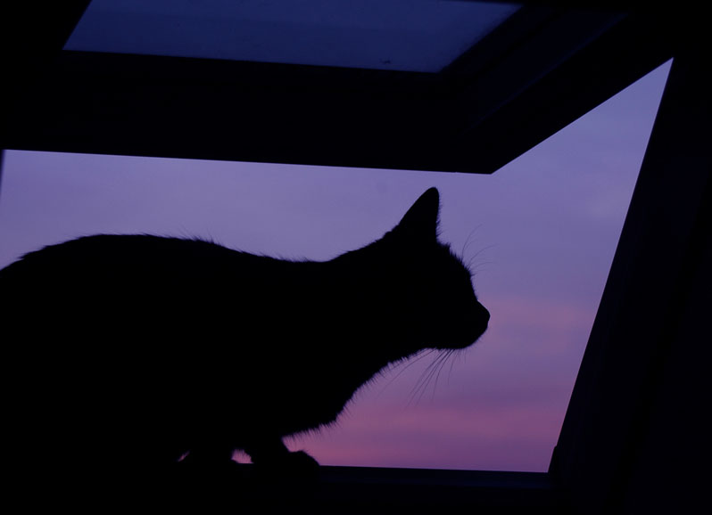 Katze geniesst Sonnenuntergang