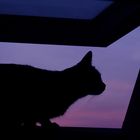 Katze geniesst Sonnenuntergang