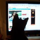 Katze guckt bei Clipfish