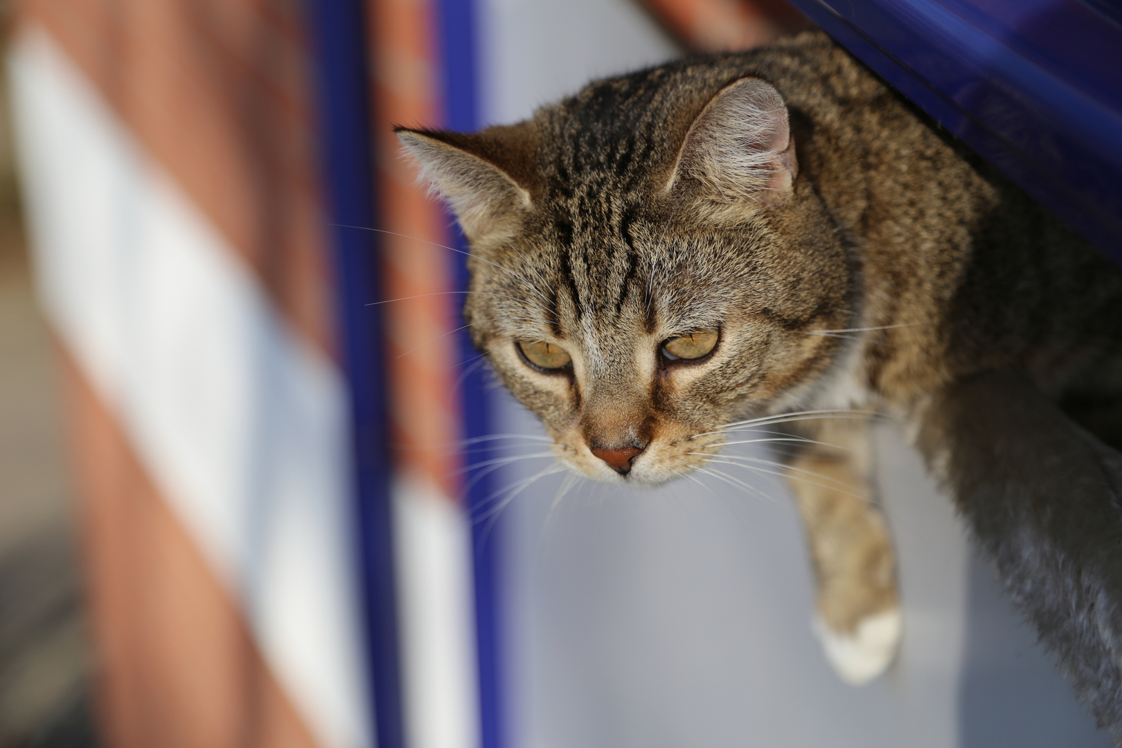 Katze guckt vom Balkon