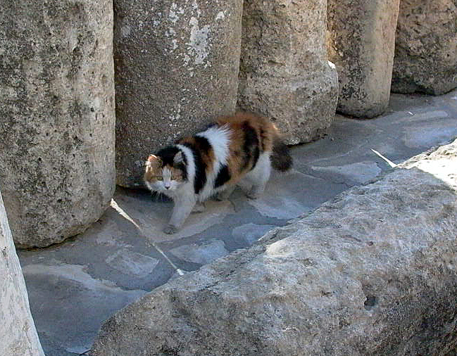 Katze -Hafenkatze- Limassol / Zypern 2006