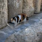 Katze -Hafenkatze- Limassol / Zypern 2006